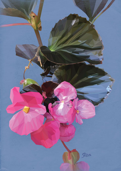 begonia blå