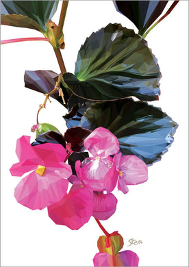 begonia